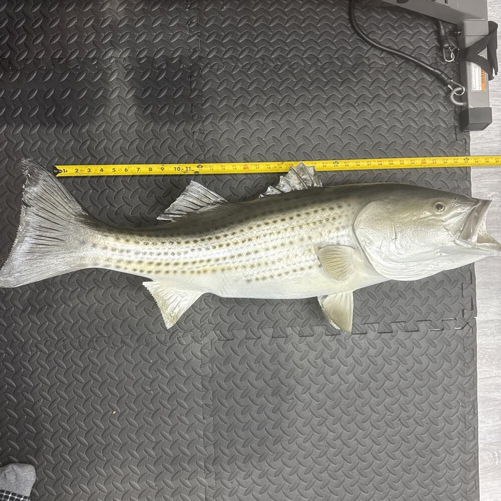 34" Striped Bass Full Mount (Right Facing)